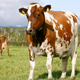 Image for article titled Milk Is Great for Your Joints, and Cheese Is Destroying Them